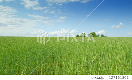 A Serene Green Field Under a Bright Blue Sky on a Lovely Day in Natures Embrace 127161801