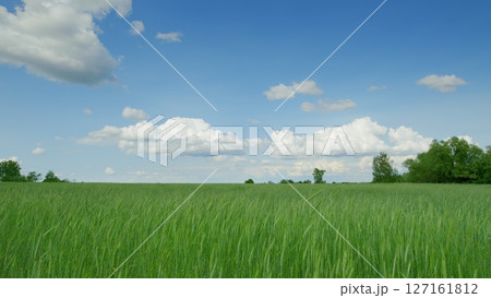 A Beautiful Lush Green Field Spreading Under a Clear Blue Sky with Fluffy White Clouds 127161812