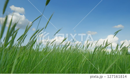 Lush Green Grass Spreading Out Beneath a Bright Blue Sky with Fluffy White Clouds Lush Green Grass Spreading Out Beneath a Bright Blue Sky with Fluffy White Clouds 127161814