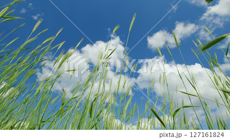 Lush, Vibrant Green Grass Sprawled Under a Bright Blue Sky Adorned with Fluffy White Clouds Lush, Vibrant Green Grass Sprawled Under a Bright Blue Sky Adorned with Fluffy White Clouds 127161824