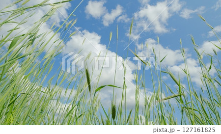 Experiencing Lush Greenery Under a Clear Blue Sky adorned with Fluffy White Clouds Experiencing Lush Greenery Under a Clear Blue Sky adorned with Fluffy White Clouds 127161825
