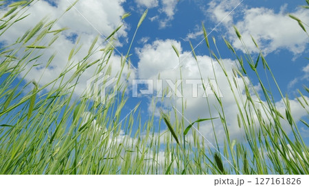 Lush Green Grass Covered by a Bright Blue Sky, Full of Life and Vibrancy Everywhere Lush Green Grass Covered by a Bright Blue Sky, Full of Life and Vibrancy Everywhere 127161826
