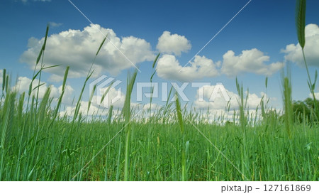 Lush, Green Grass Spreading Out Beneath a Beautiful Blue Sky Adorned with Fluffy Clouds 127161869