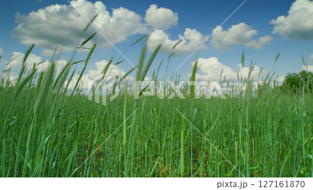 A Beautiful Scene of Lush Vibrant Green Grass Set Under a Clear Blue Sky with Fluffy Clouds 127161870