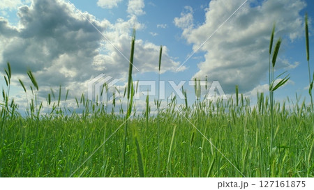 Lush and Vibrant Green Grass Spreading Across the Ground Under a Bright Blue Sky Lush and Vibrant Green Grass Spreading Across the Ground Under a Bright Blue Sky 127161875