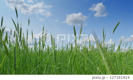A Beautiful Lush Green Grassland Spreads Out Under a Clear Blue Sky With Fluffy Clouds 127161924