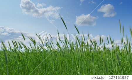 A beautiful scene of lush green grass under a bright blue sky with fluffy white clouds 127161927