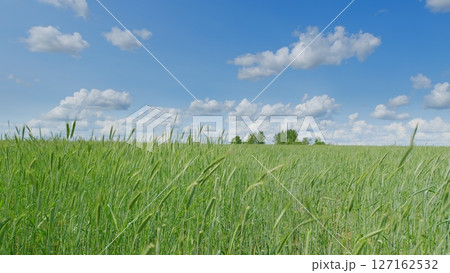 A beautiful and vibrant green field situated under a clear blue sky adorned with fluffy clouds 127162532