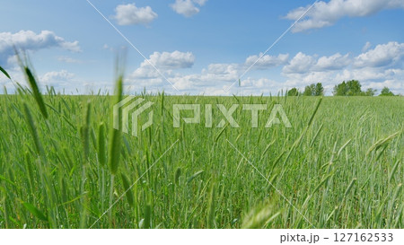 A Vibrant Green Field Under a Beautiful Blue Sky with Fluffy White Clouds Floating 127162533