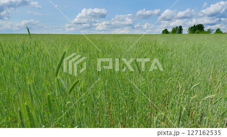 A Vibrant Green Field Spreading Out Under a Beautiful and Clear Sky with Soft Clouds 127162535