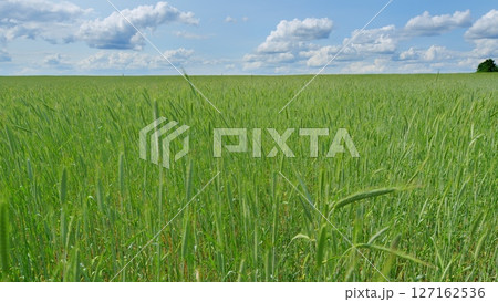 The Vibrant Green Grass Spreads Out Under a Clear Blue Sky Adorned with Fluffy Clouds 127162536