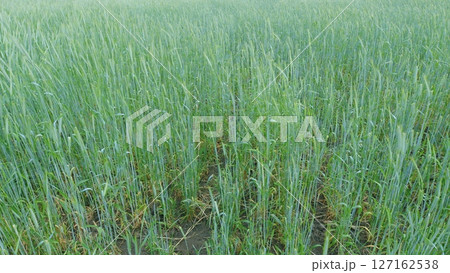 A vibrant lush green wheat field that is fully prepared and ready for the upcoming harvest A vibrant lush green wheat field that is fully prepared and ready for the upcoming harvest 127162538