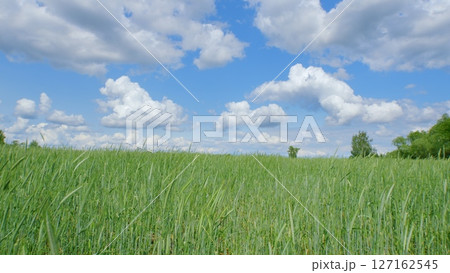 A Scenic Green Field Spreading Under a Bright Blue Sky Adorned with Fluffy Clouds A Scenic Green Field Spreading Under a Bright Blue Sky Adorned with Fluffy Clouds 127162545