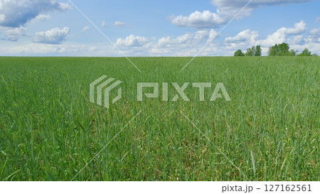 An Expansive Green Field Spreading Out Under a Blue Sky with Fluffy White Clouds An Expansive Green Field Spreading Out Under a Blue Sky with Fluffy White Clouds 127162561