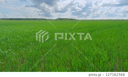 Incredibly Vibrant Green Fields Stretching Wide Beneath a Beautifully Cloudy Sky Above Us 127162568