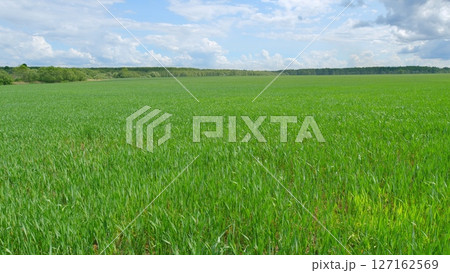 A Vibrant Green Field Extending Under a Clear Blue Sky A True Representation of Natures Serenity 127162569