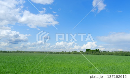Vibrant Green Fields Spreading Out Under a Beautiful Bright Blue Sky Filled with Clouds Vibrant Green Fields Spreading Out Under a Beautiful Bright Blue Sky Filled with Clouds 127162613