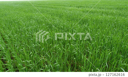 A Beautiful and Lush Green Wheat Field Extended Out Under a Clear and Bright Blue Sky Above Us 127162616
