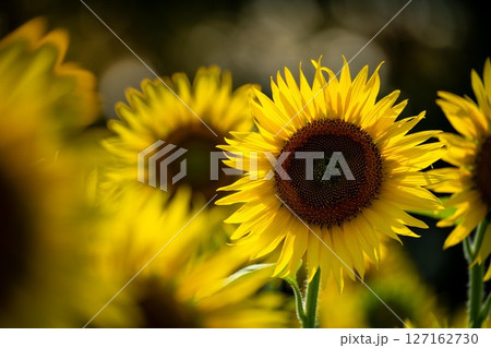 咲き誇るひまわりと夏の光 咲き誇るひまわりと夏の光 127162730
