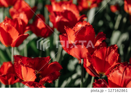 Vibrant red tulips bloom in a spring garden during golden hour light 127162861