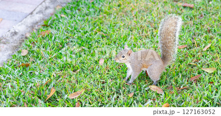 住宅街に現れたトウブハイイロリス 127163052