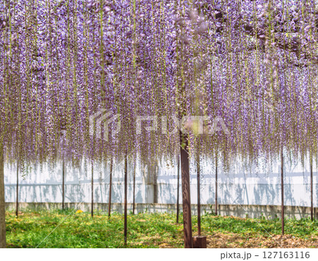 骨波田の藤棚1ー53 127163116