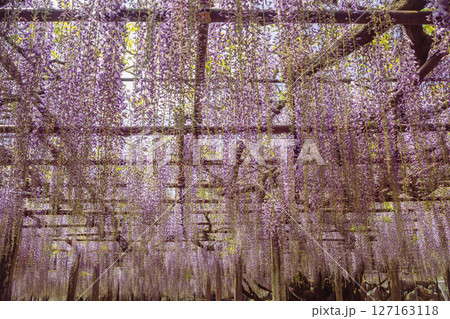 骨波田の藤棚1ー55 127163118