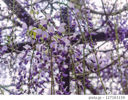 骨波田の藤棚1ー76 127163139