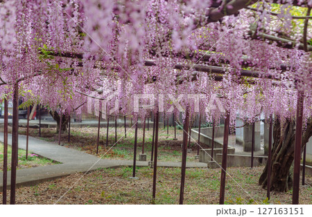 骨波田の藤棚1ー88 127163151