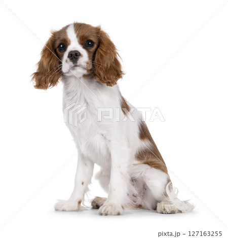 King Charles Spaniel dog puppy on white background 127163255