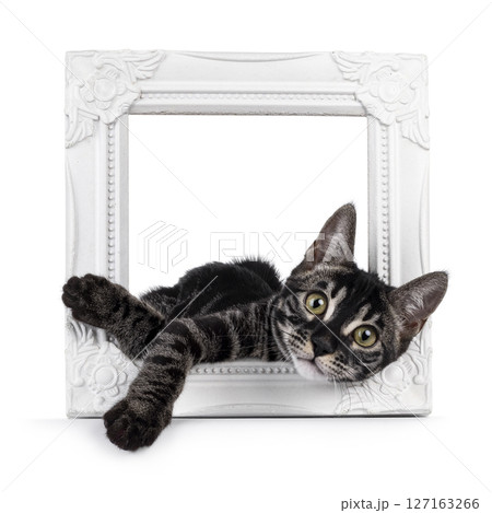 Charcoal Bengal cat on white background Charcoal Bengal cat on white background 127163266