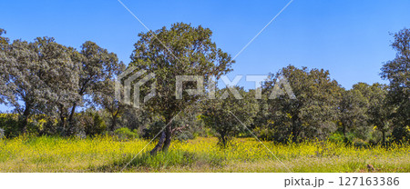 Mediterranean Forest, Spain Mediterranean Forest, Spain 127163386