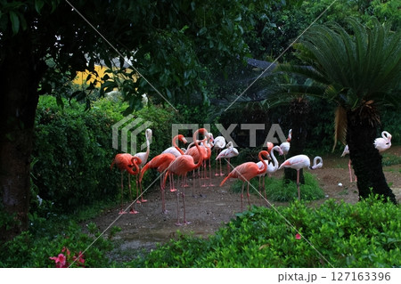 フラミンゴのいる風景 フラミンゴのいる風景 127163396