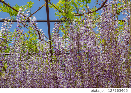 骨波田の藤棚2ー17 骨波田の藤棚2ー17 127163466