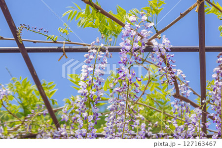 骨波田の藤棚2ー18 骨波田の藤棚2ー18 127163467