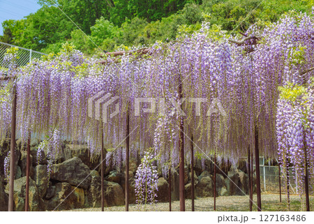 骨波田の藤棚2ー38 127163486