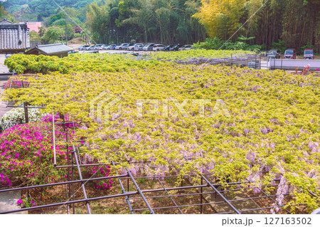 骨波田の藤棚2ー57 127163502