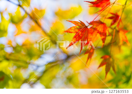 紅葉 127163553