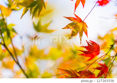 紅葉 127163556