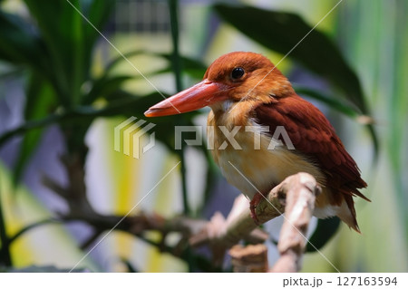 火の鳥アカショウビン 127163594