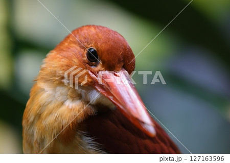 火の鳥アカショウビン 火の鳥アカショウビン 127163596