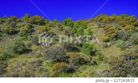 Mediterranean Forest Scrub, Spain 127163615