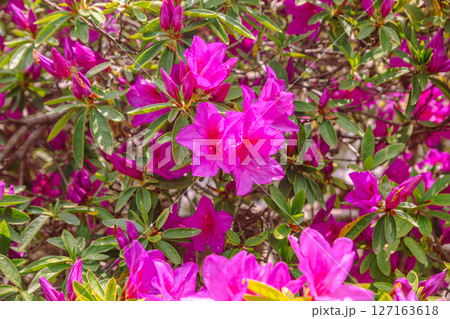 骨波田のつつじ1ー1 127163618