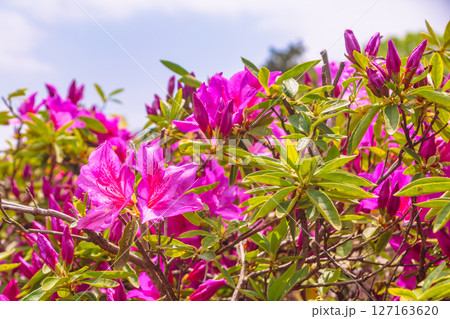 骨波田のつつじ1ー3 127163620