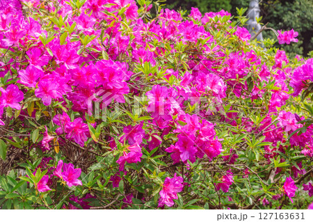 骨波田のつつじ1ー14 127163631