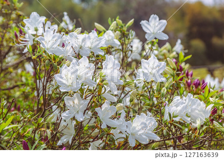 骨波田のつつじ1ー21 骨波田のつつじ1ー21 127163639