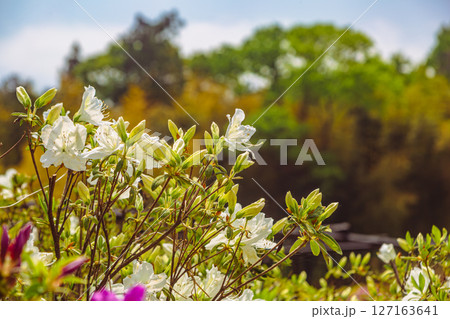 骨波田のつつじ1ー23 127163641