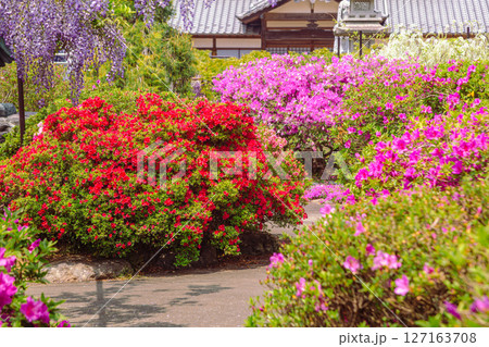 骨波田の赤いつつじの花1ー2 127163708