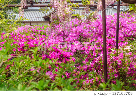 骨波田の赤いつつじの花1ー3 127163709