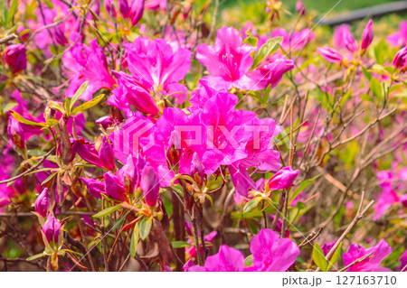 骨波田の赤いつつじの花1ー4 骨波田の赤いつつじの花1ー4 127163710
